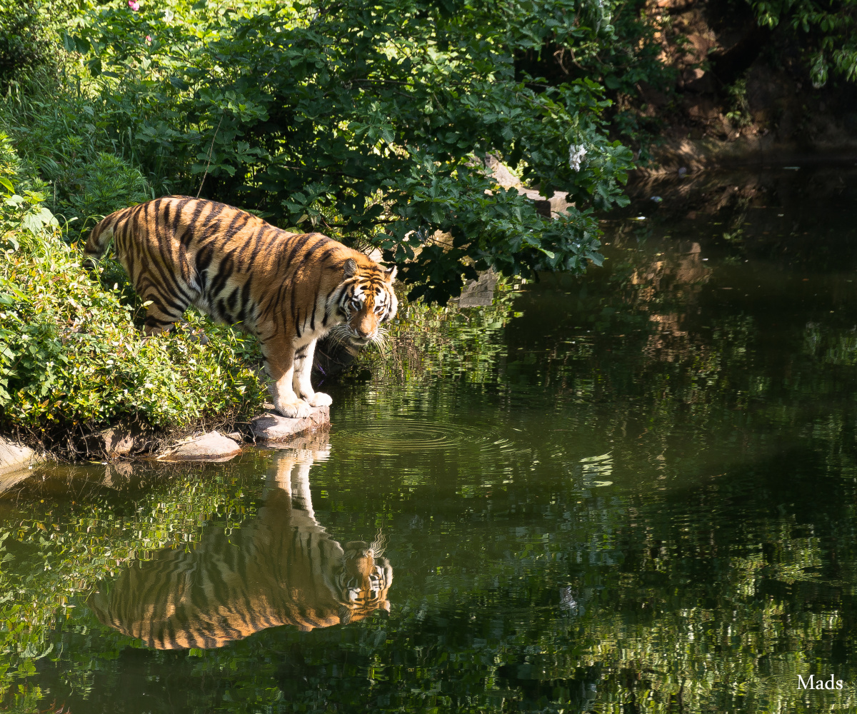杭州动物园游记求关注
