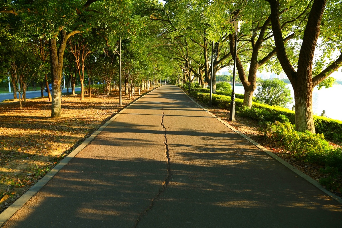夕阳下的林荫道