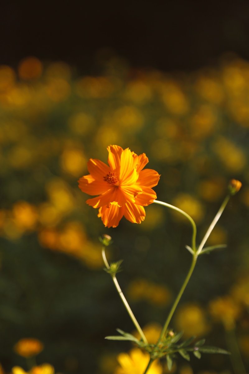秋天的花小小的花淡淡的香默默地吐露自己的芬芳