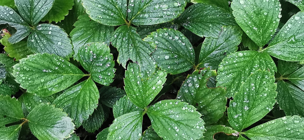 植物和叶子上的水滴