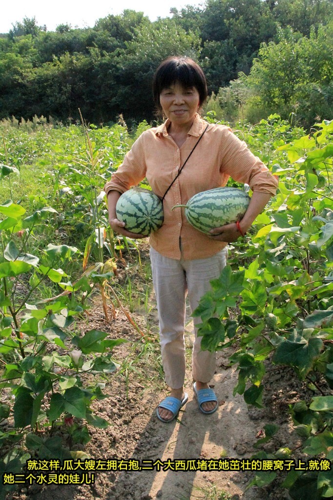 西瓜养殖,如何养殖方西瓜?