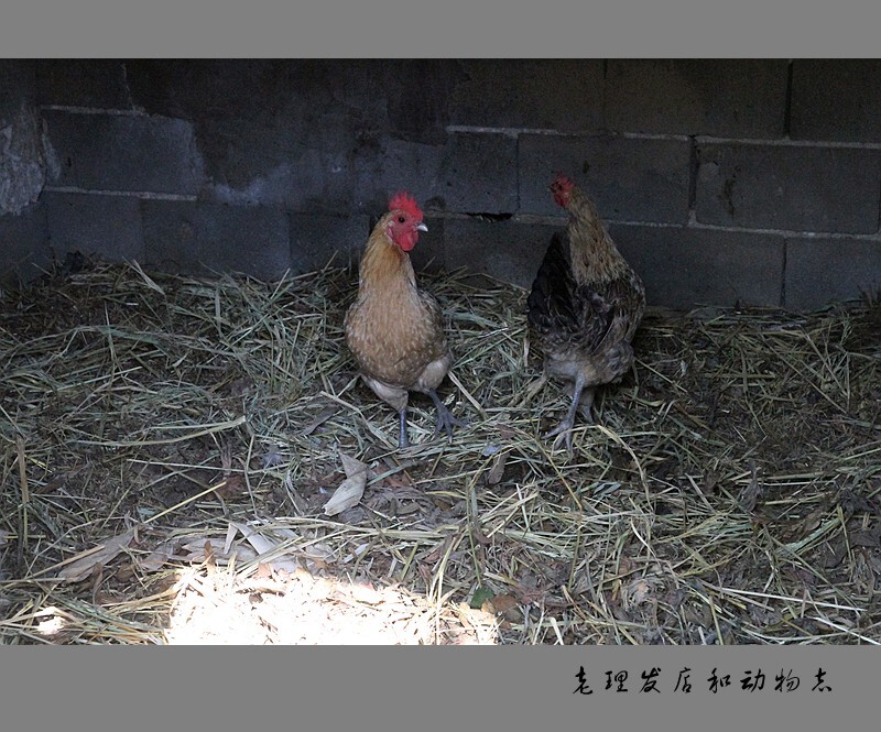 蛋鸡养殖图片