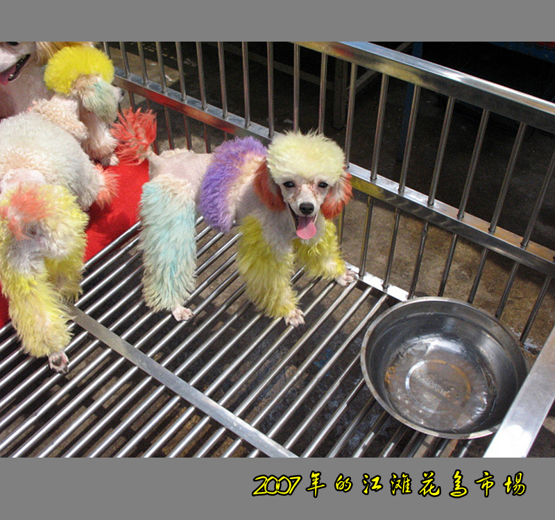 宠物批发市场地址