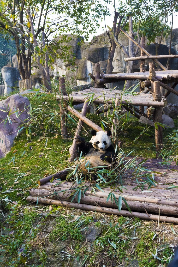 第一次见活的大熊猫~