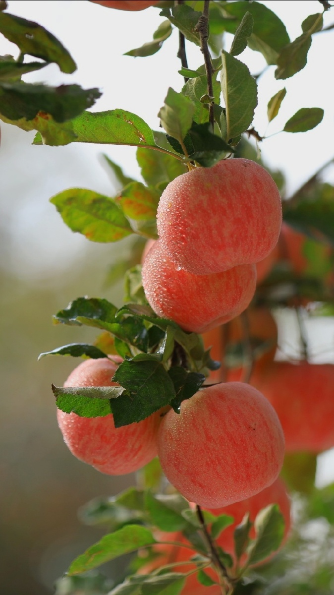我的家乡阿克苏市红旗坡农场的冰糖心红富士苹果
