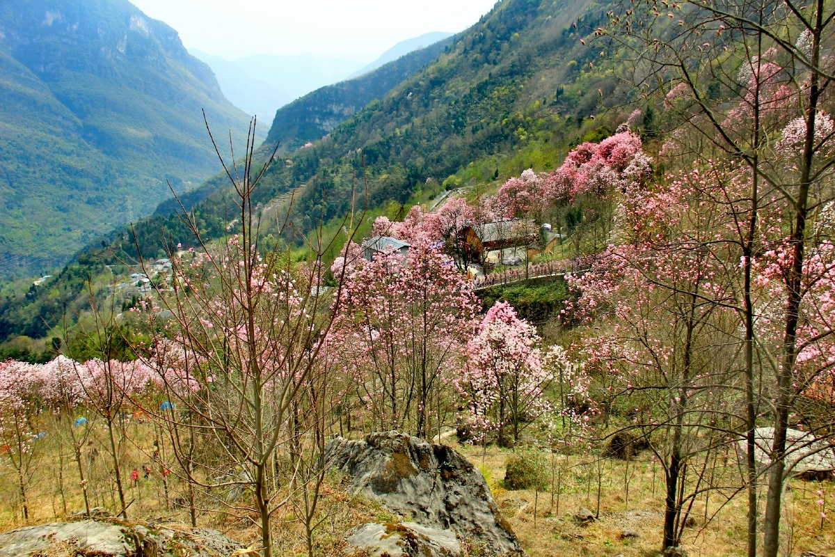 北川九皇山花溪景的辛夷花. - 野水晴沙 - 图虫