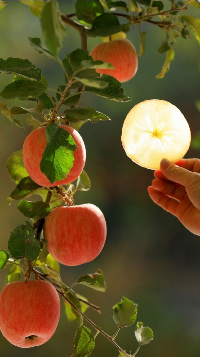 我的家乡阿克苏市红旗坡农场的冰糖心红富士苹果