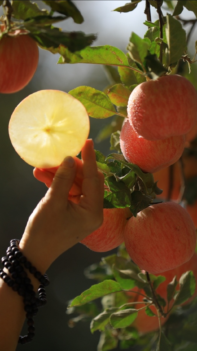 我的家乡阿克苏市红旗坡农场的冰糖心红富士苹果