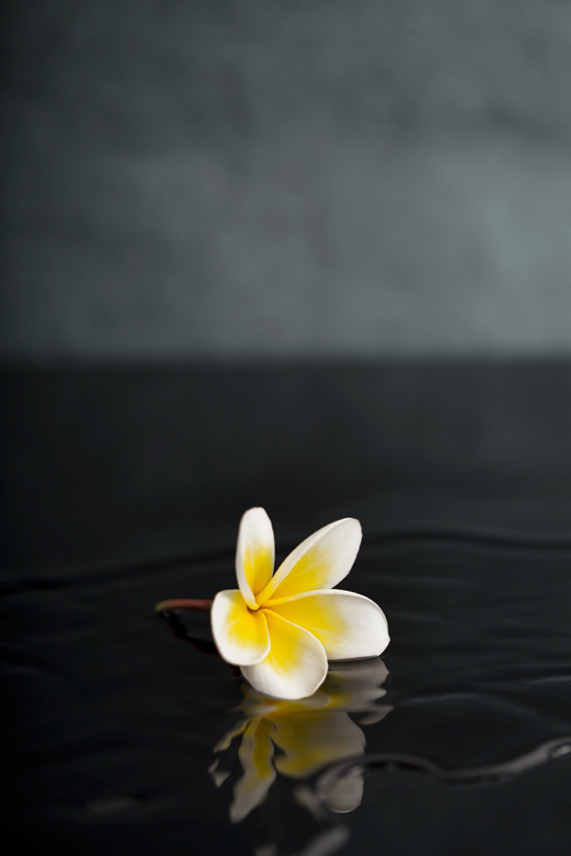 鸡蛋花