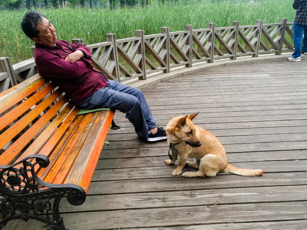 在公园·一位老人在椅子上睡着了，旁边的狗在守候着。