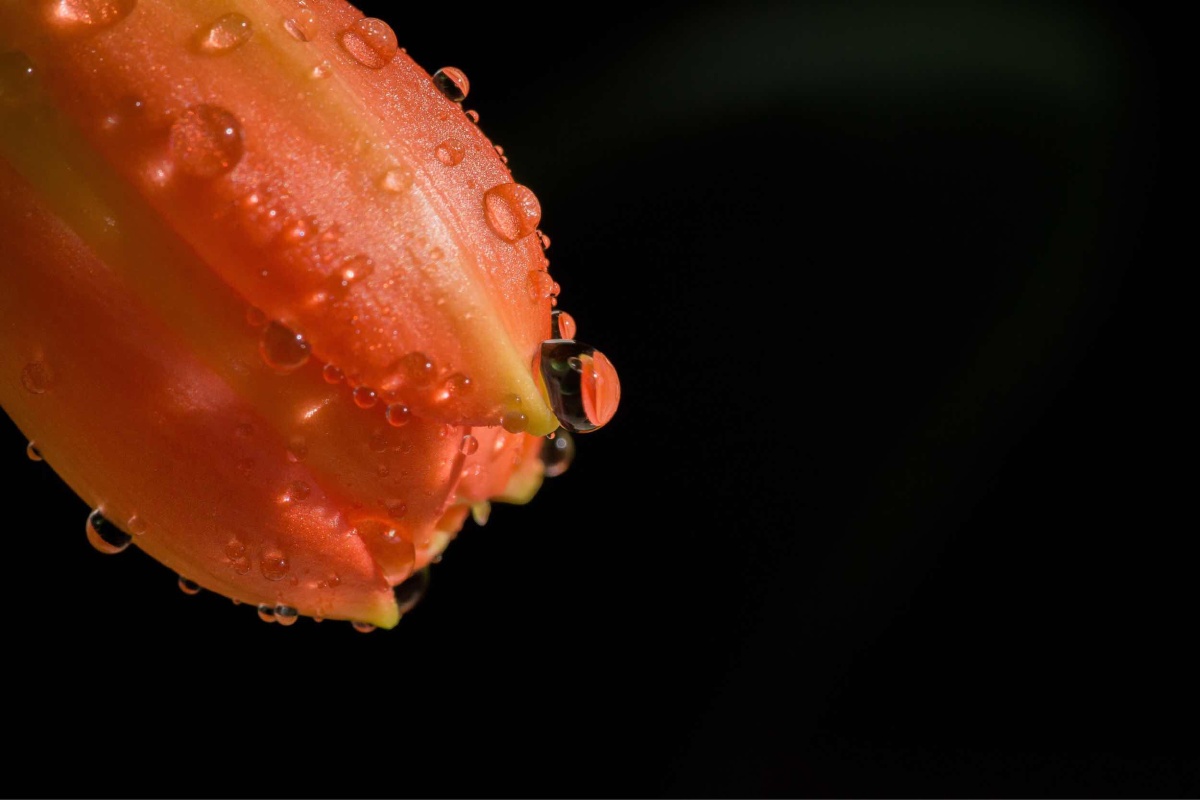 娇艳欲滴 - 爱拍照的小王同学ws - 图虫