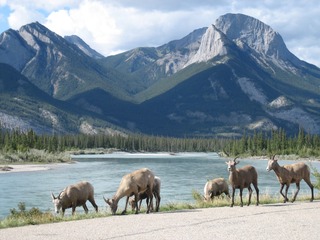 Highway 16 and Miette Hot Spring (110)