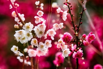 梅花（三）