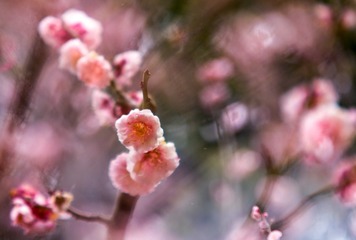 梅花（四）