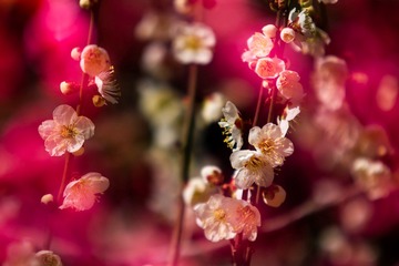 梅花（五）