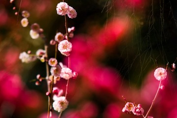 梅花（六）