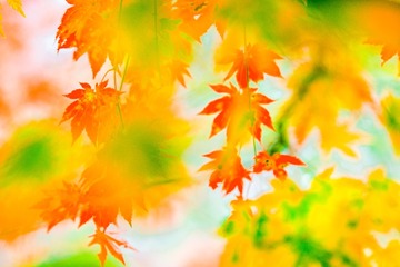 补色—红和绿（二）