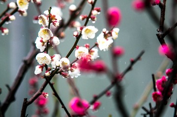 梅花（二）