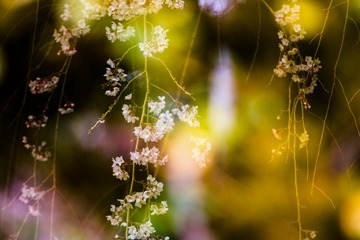 樱花（一）