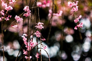 樱花（二）