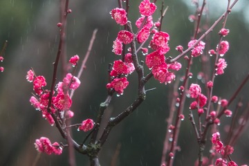 春雨（一）