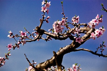 桃花（二）
