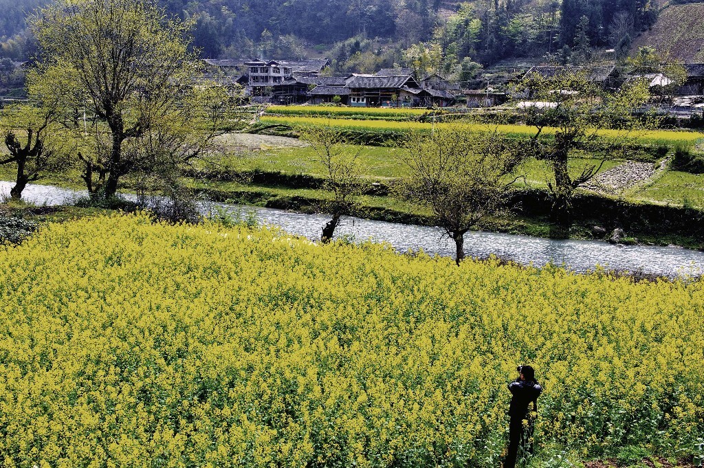 每到春天，鄂西山区大面积油菜地随处可见。