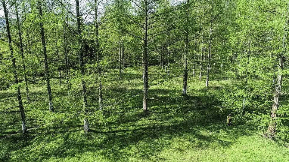 湖北:植物"活化石"水杉春色怡人湖北利川小河是世界唯一现存的水杉