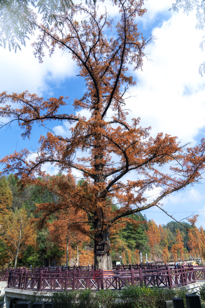 金色水杉王(湖北利川)