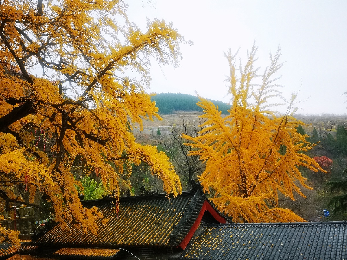 2018金秋走沂蒙之费县丛柏庵.