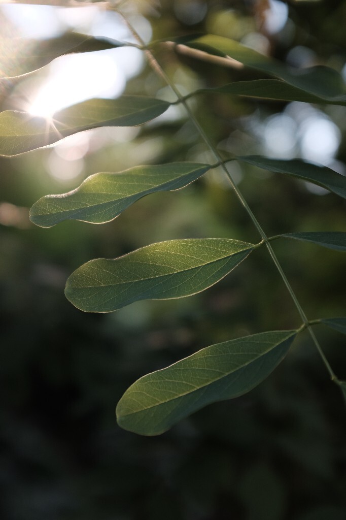 夏