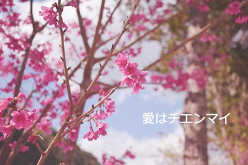 樱花-爱在清迈
