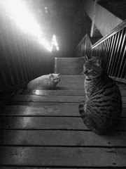 IMG_20160203_182219