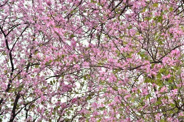 mc20160401n 750