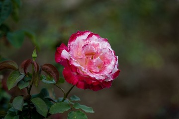 _DSC4498_1