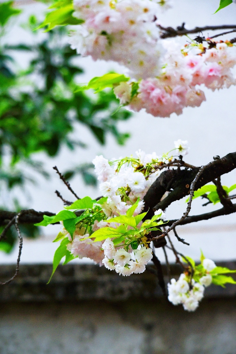 墙外樱花