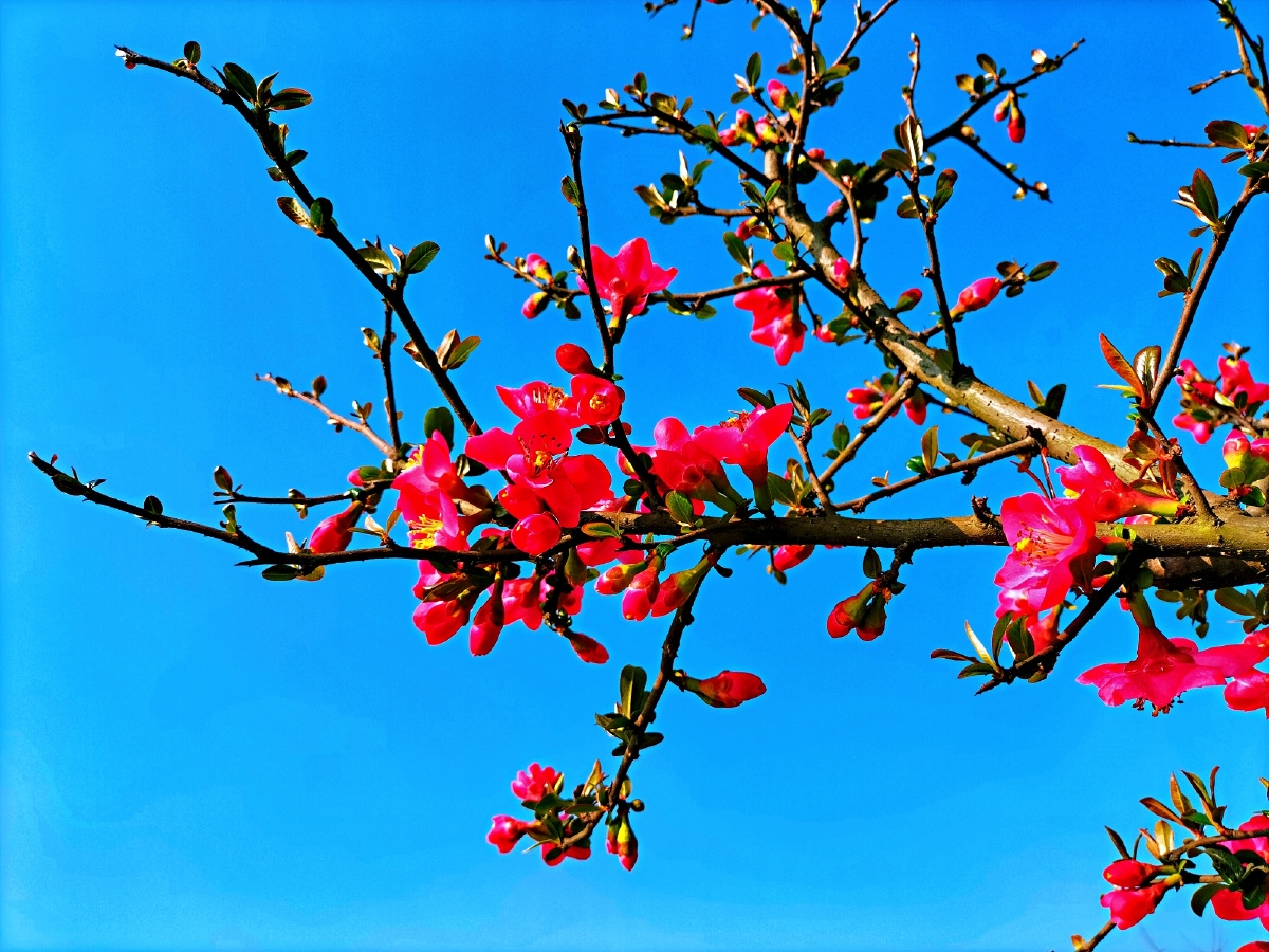 风景的拥有者比如城市人如今更离不开风光如画鸟语花香的乡村田园美景