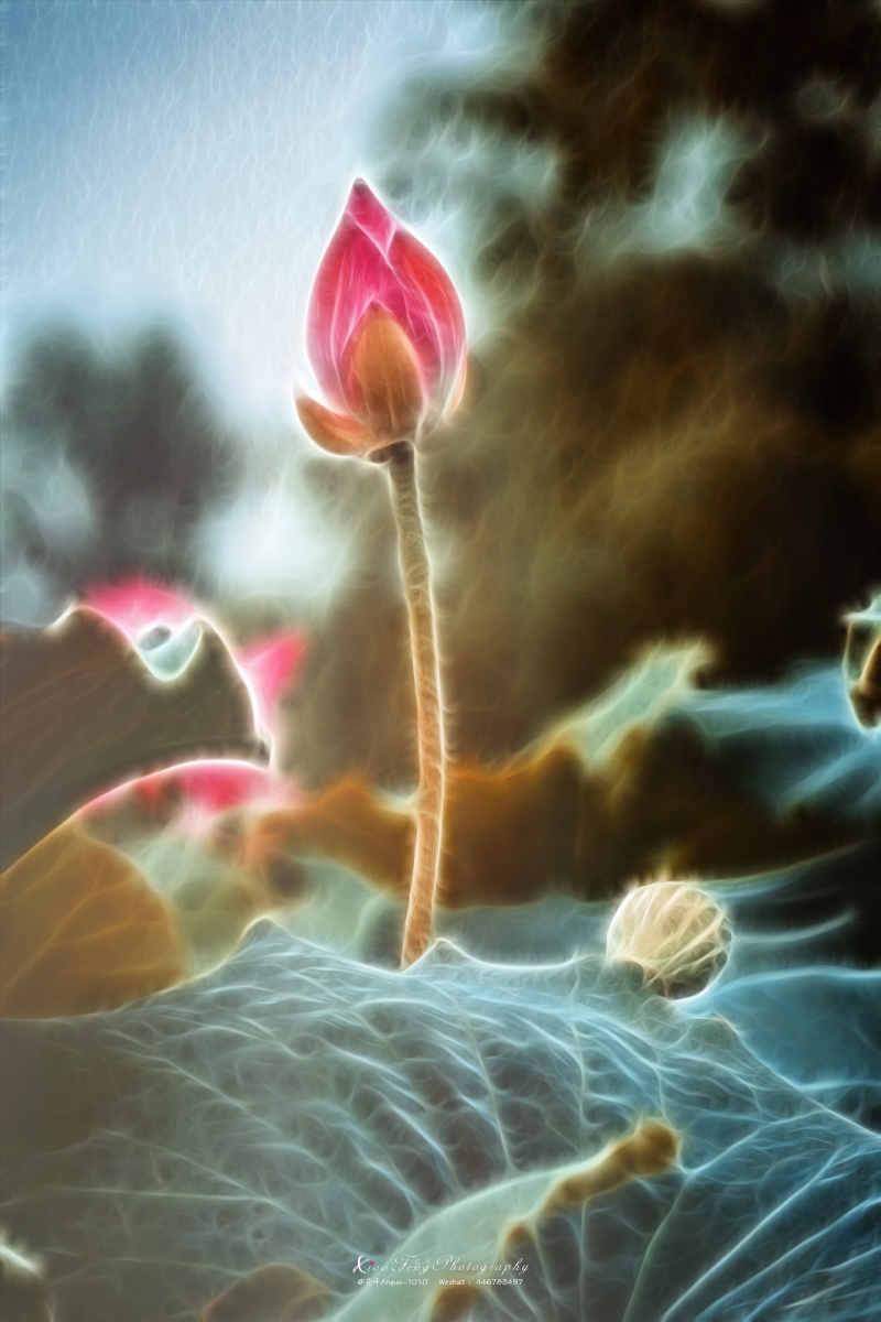 创意荷花 - 筱峰angus-1010 - 图虫网 - 优质摄影师交流社区