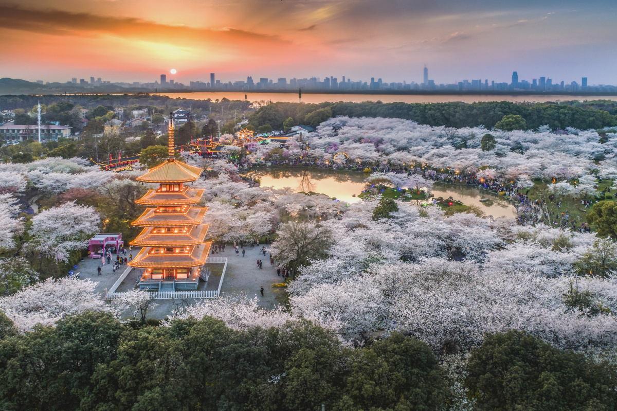 武汉东湖樱花园霞光万道曾院平摄影