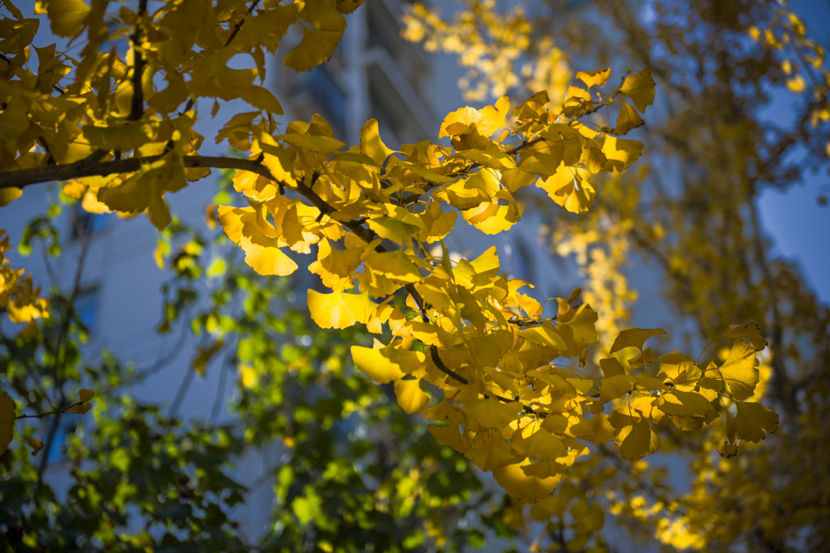 华中科技大学校园秀银杏曾院平摄影