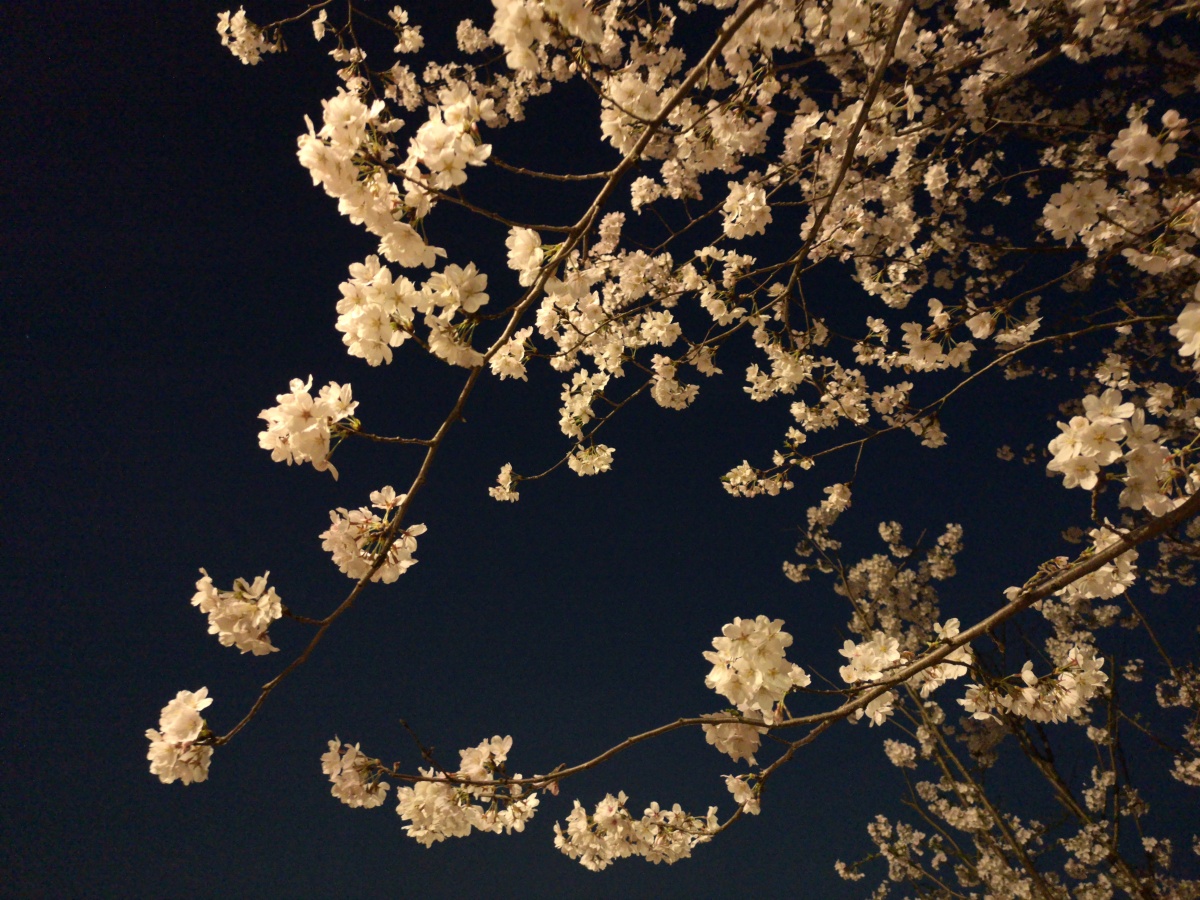 夜色下的樱花曾院平摄影