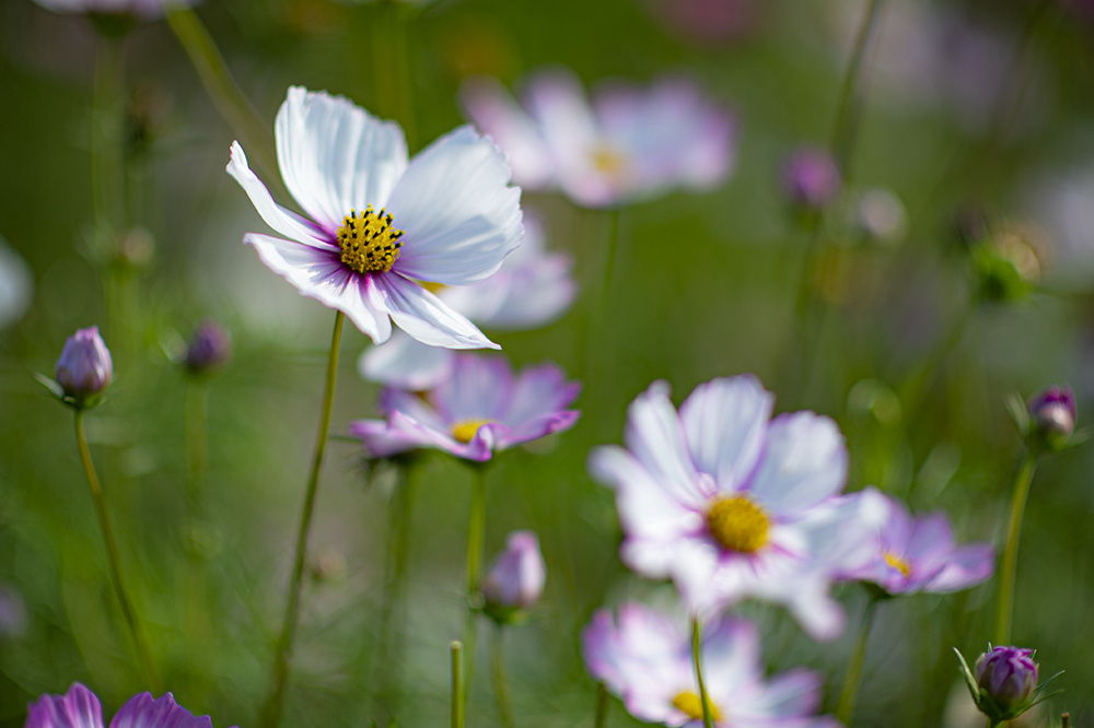 武汉光谷格桑花曾院平摄影