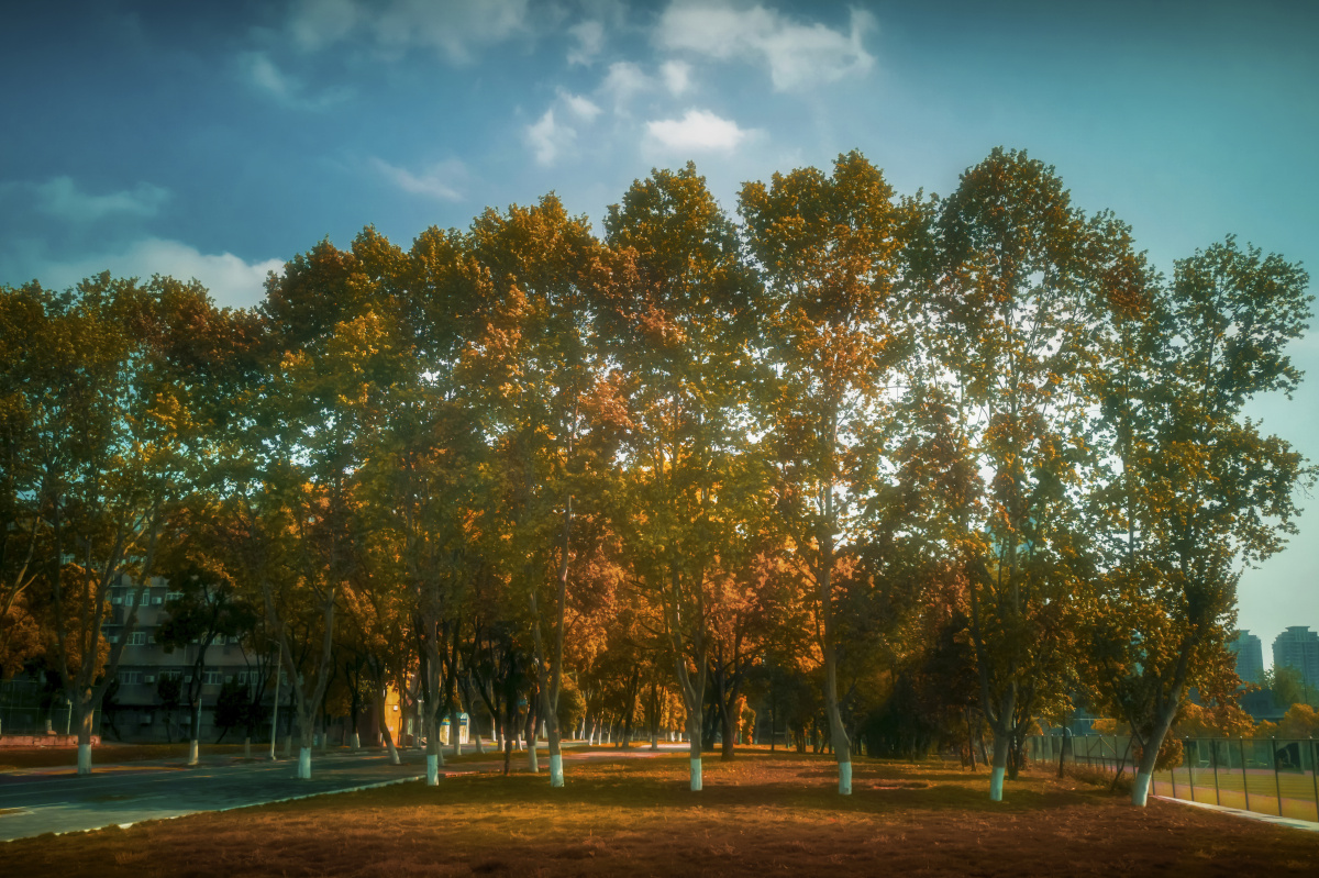 拍摄于华中科技大学主校区单行客关注