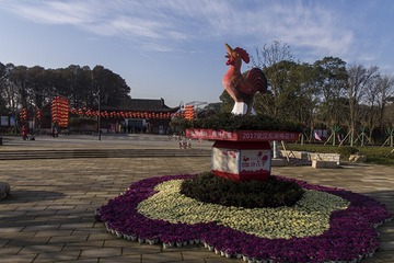 1武汉鸡年梅展曾院平摄影