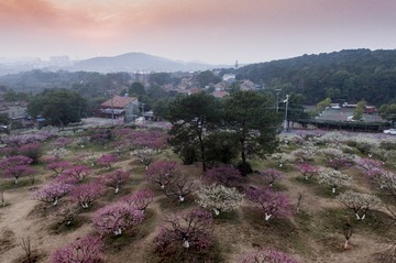 7武汉森林公园内梅景之一曾院平摄影