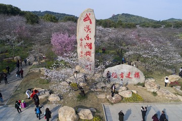 2..武汉东湖樱花园石牌曾院平摄影