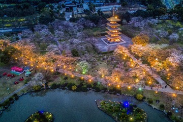 4.空中鸟瞰东湖樱花园曾院平摄影