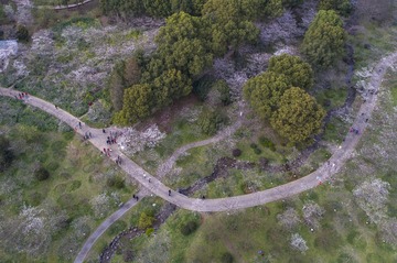 9.东湖樱花小道曾院平摄影