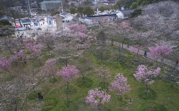 10.樱花园曾院平摄影