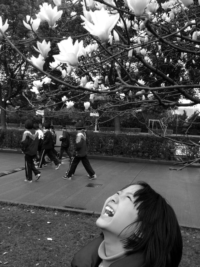 宁波我所在学校,2013年3月,玉兰花下的女孩。